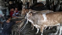Sapi kurban yang dijual pedagang di kolong Tol Wiyoto Wiyono itu pun beraneka ragam.