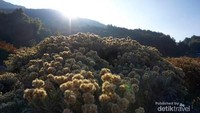 Tidak hanya pemandangan di puncak gunung saja yang diburu para pendaki. Namun padang edelweiss di sana menjadi daya tarik juga.  (Ade Lesmana/dTraveler)