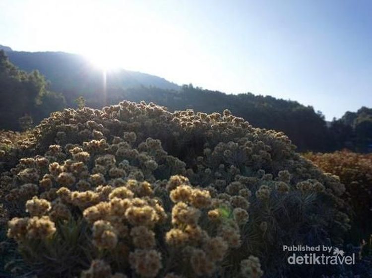 Hamparan Padang Edelweiss Menawan di Gunung Papandayan