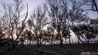 Pohon di kawasan tersebut mengering efek dari tanah yang di bawahnya kering dan retak karena kemarau.