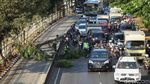 Pohon Tumbang di Daan Mogot Bikin Macet
