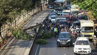 Proses evakuasi pohon tersebut memakan waktu hingga 1 jam.