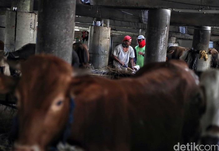 Jelang Hari Raya Idul Adha sejumlah pedagang mulai menjual hewan kurban. Geliat perdagangan itu dapat dilihat di kolong Tol Wiyoto Wiyono, Jakarta Utara.