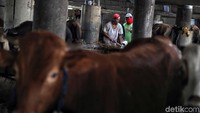 Selain kambing, sapi jadi salah satu hewan kurban yang banyak dicari oleh masyarakat menjelang Hari Raya Idul Adha.