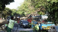 Pohon tumbang tersebut langsung dipotong kecil-kecil.