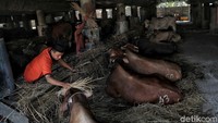 Sejumlah pedagang sedang memberi makan hewan kurban di kolong Tol Wiyoto Wiyono, Warakas, Jakarta Utara, Rabu (24/7/2019).