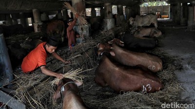 Geliat Penjualan Hewan Kurban di Kolong Tol Utara Jakarta