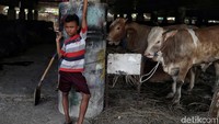 Sapi kurban yang dijual di kolong tol kawasan Jakarta Utara ini pun memiliki harga yang beragam tergantung dari ukuran dan kualitasnya.