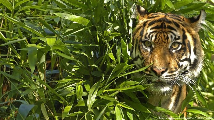 Harimau Putih Sumatera Selatan - Paimin Gambar