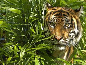Harimau Ramah yang Berkeliaran di Terengganu Malaysia Mati karena Sakit