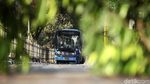 Pohon Tumbang di Daan Mogot Bikin Macet
