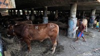 Menjelang Hari Raya Idul Adha yang jatuh pada tanggal 11 Agustus 2019 mendatang, sejumlah pedagang mulai menjual beragam hewan kurban, salah satunya adalah sapi.