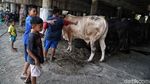 Geliat Penjualan Hewan Kurban di Kolong Tol Utara Jakarta