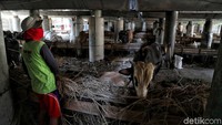 Harga sapi dengan kualitas super memiliki nilai jual yang lebih tinggi bisa mencapai hingga Rp 40 juta.