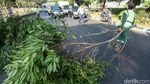Pohon Tumbang di Daan Mogot Bikin Macet
