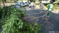 Petugas memindahkan pohon yang tumbang ke tepi jalan agar tak mengganggu arus lalu lintas.