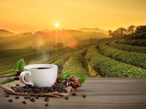 Jangan Dibuang, Sisa Air dan Ampas Kopi Bisa  Suburkan Tanaman