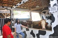 Di 'Susu Moeria' yang Berusia 81 Tahun Ini Masih Bisa Minum Susu Sapi Murni