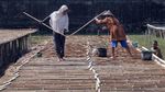 Melihat Lebih Dekat Pembuatan Garam Langka Khas Grobogan