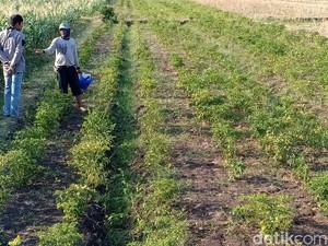 Harga Cabai Rp 70 Ribu/Kg, Petani Probolinggo Bersukacita
