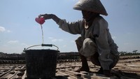 Setelah bilahan bambu tersebut diisi air, para petani garam akan menjemurnya di bawah terik matahari hingga mengkristal berbentuk garam sebelum akhirnya dipanen.