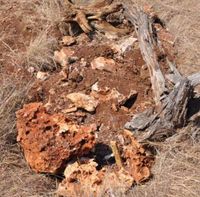 Sungguhan Ada, Ini Peternakan Mayat!