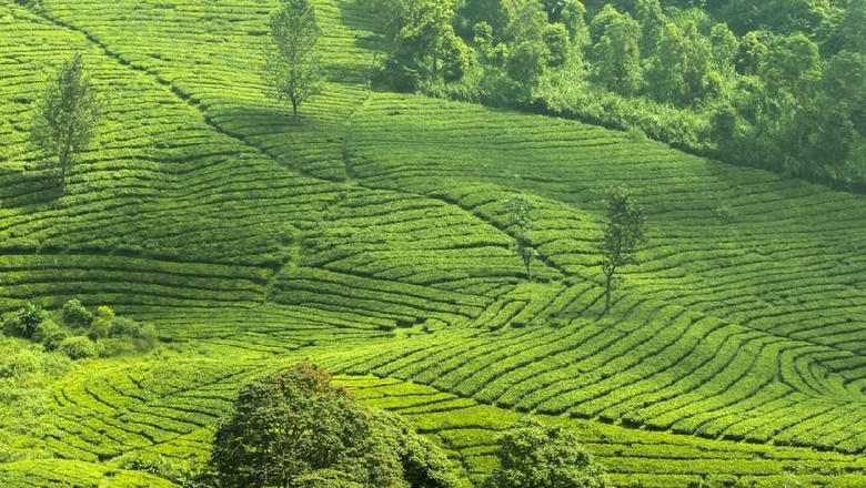 12 Tempat Wisata Di Puncak Untuk Liburan Singkat Di Weekend Ini 12 Tempat Wisata Di Puncak Untuk Liburan Singkat Di Weekend Ini