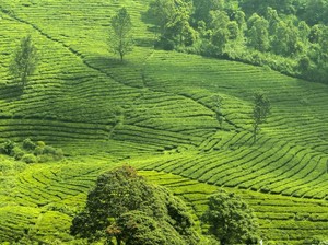 12 Tempat Wisata di Puncak, untuk Liburan Singkat di Weekend Ini