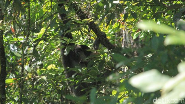 BBKSDA Jabar Lepas Sepasang Owa Jawa di Situ Patenggang Bandung
