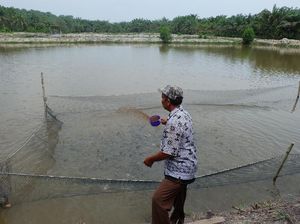 Mantan Petani Sawit di Riau Sukses Ternak Ikan dan Jual Kompos
