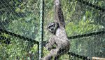 Sepasang Owa Jawa Dilepasliarkan di Situ Patenggang Bandung