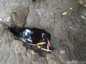 Ada Sumur Keramat di Lokasi Ibu-anak Dirikan Tenda di Hutan