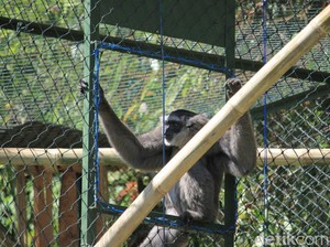 BBKSDA Jabar Lepas Sepasang Owa Jawa di Situ Patenggang Bandung