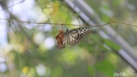 Objek wisata alam Bantimurung di Maros, Sulawesi Selatan punya panorama alamnya yang indah dan keberadaan ratusan spesies kupu-kupu (Bakrie/detikcom)