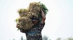 Asyik! Petani di Tangerang Panen Kangkung