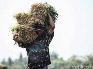 Nasib Petani di Tengah Reforma Agraria Jokowi