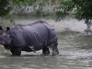 Taman Nasional di India Kebanjiran, 17 Ekor Badak Cula Satu Mati