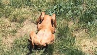 Saking panasnya, anjing peliharaan yang satu ini berubah bentuk jadi ayam panggang utuh. Kok kepalanya hilang ya? Foto: Istimewa