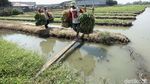 Asyik! Petani di Tangerang Panen Kangkung
