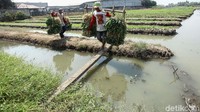 Para petani tersebut harus menedot air sungai agar tanaman mereka tak gagal panen.