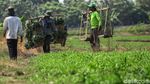 Asyik! Petani di Tangerang Panen Kangkung