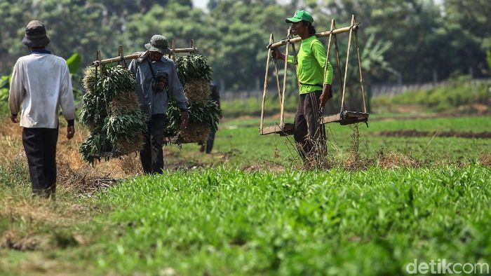 Foto: Rifkianto Nugroho Foto: Rifkianto Nugroho