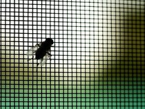 Penyakit Tropis Mulai Berkembang di AS & Bikin Infeksi Kulit, Hewan Ini Penyebabnya