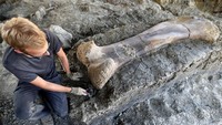 Tulang dinosaurus raksasa itu pun diperkirakan telah berusia lebih dari 140 juta tahun yang lalu.