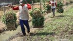 Asyik! Petani di Tangerang Panen Kangkung
