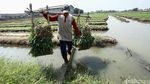 Asyik! Petani di Tangerang Panen Kangkung