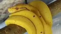 Hiii... Bukan pisang yang manis lembut, jejeran warna kuning ini adalah ular yang sedang bertengger! Foto: Istimewa