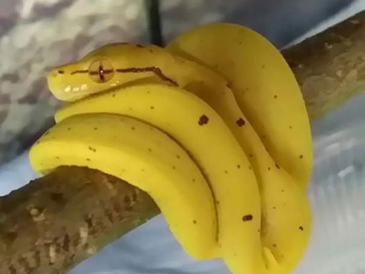 Eits, Jangan Terkecoh! 10 Benda Ini Bentuknya Persis Makanan