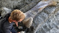 Femur atau tulang paha dinosaurus yang ditemukan para ahli paleontologi Prancis itu memiliki panjang mencapai 2 meter.