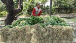 Asyik! Petani di Tangerang Panen Kangkung